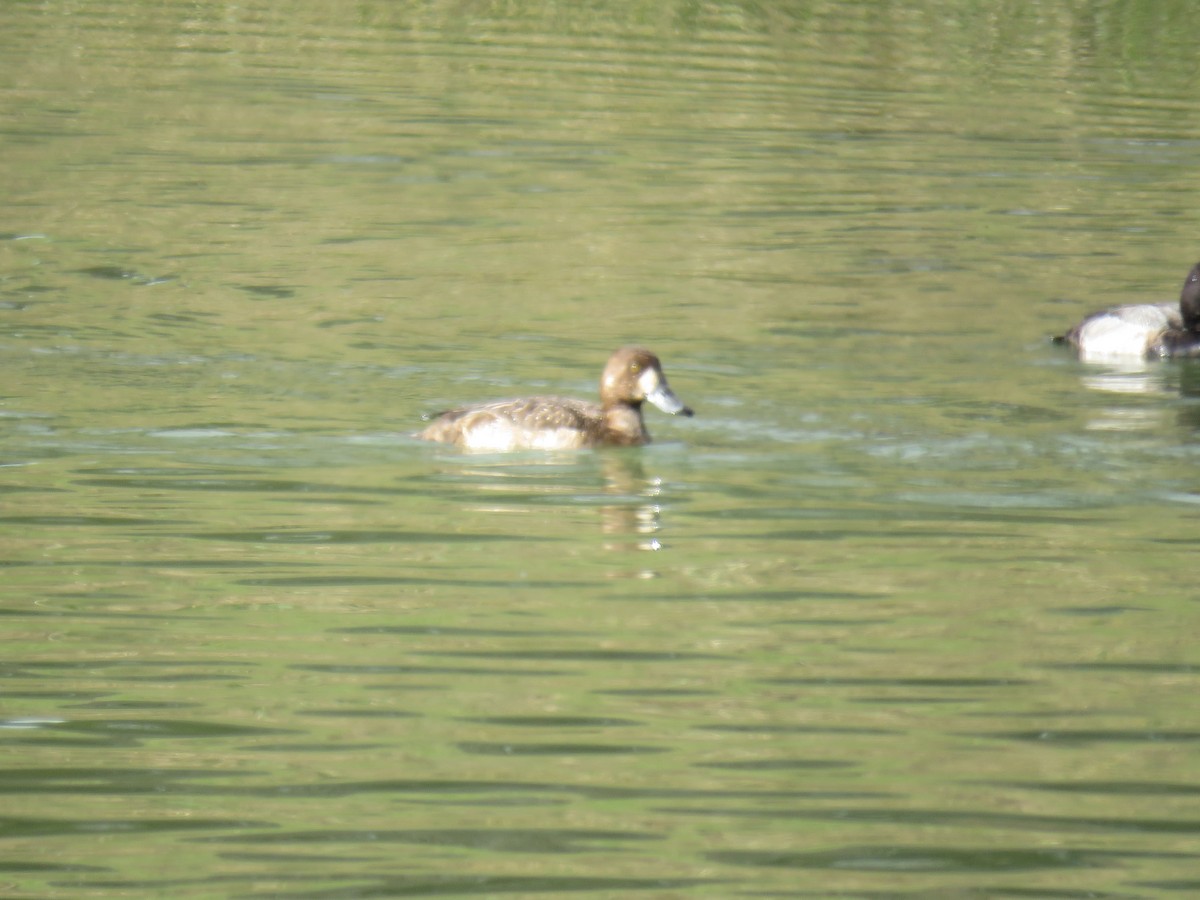 Greater Scaup - ML620622453