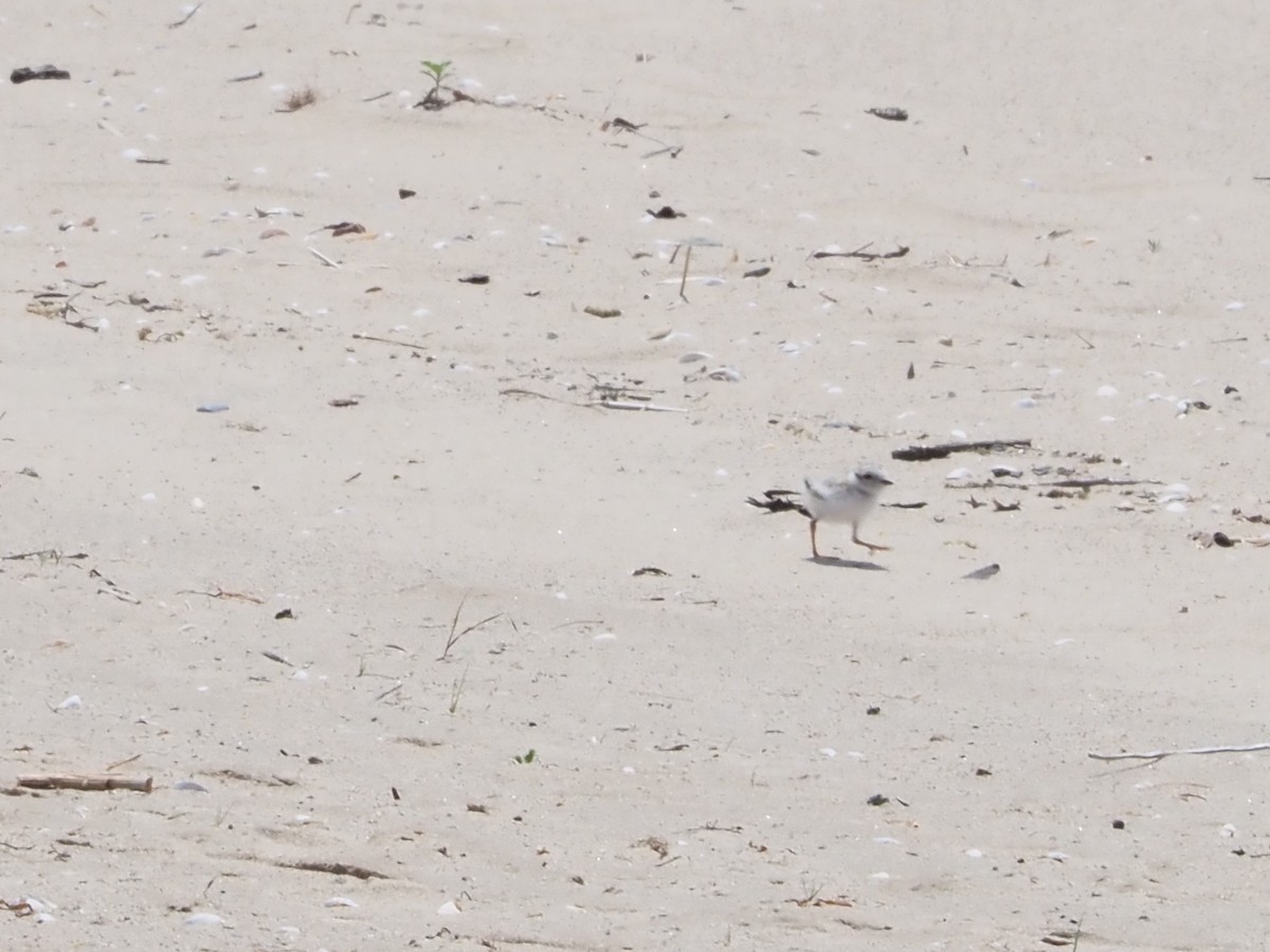 Piping Plover - ML620622454