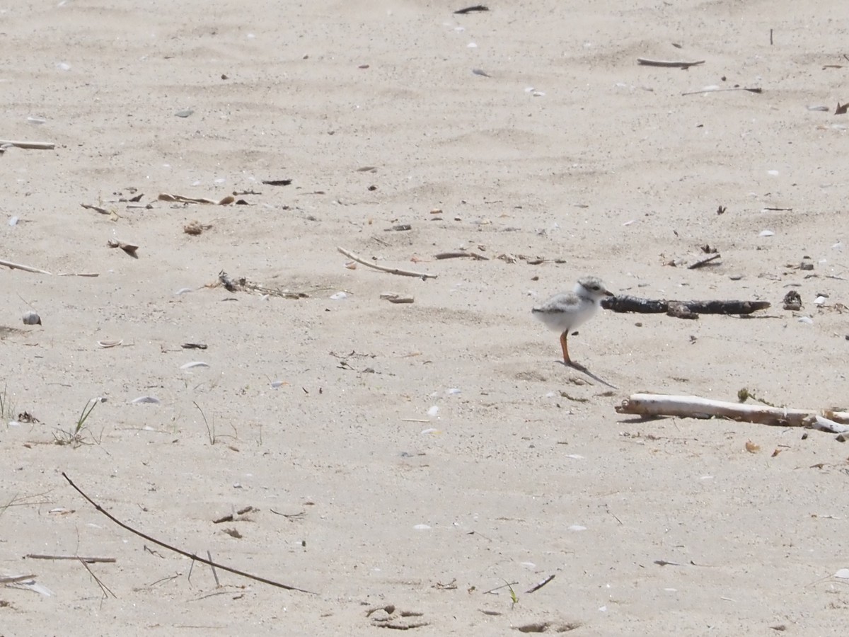 Piping Plover - ML620622455