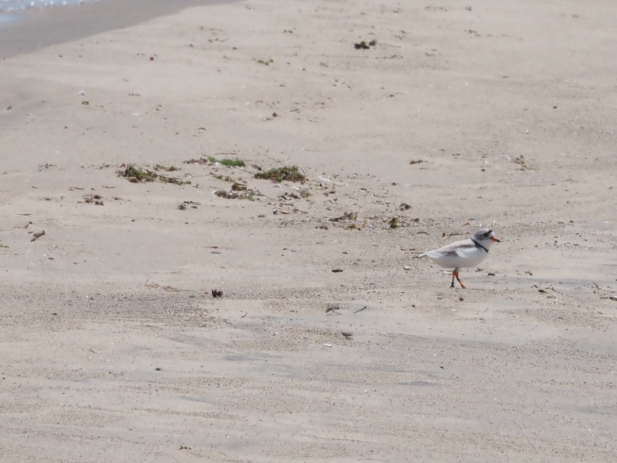 Piping Plover - ML620622456