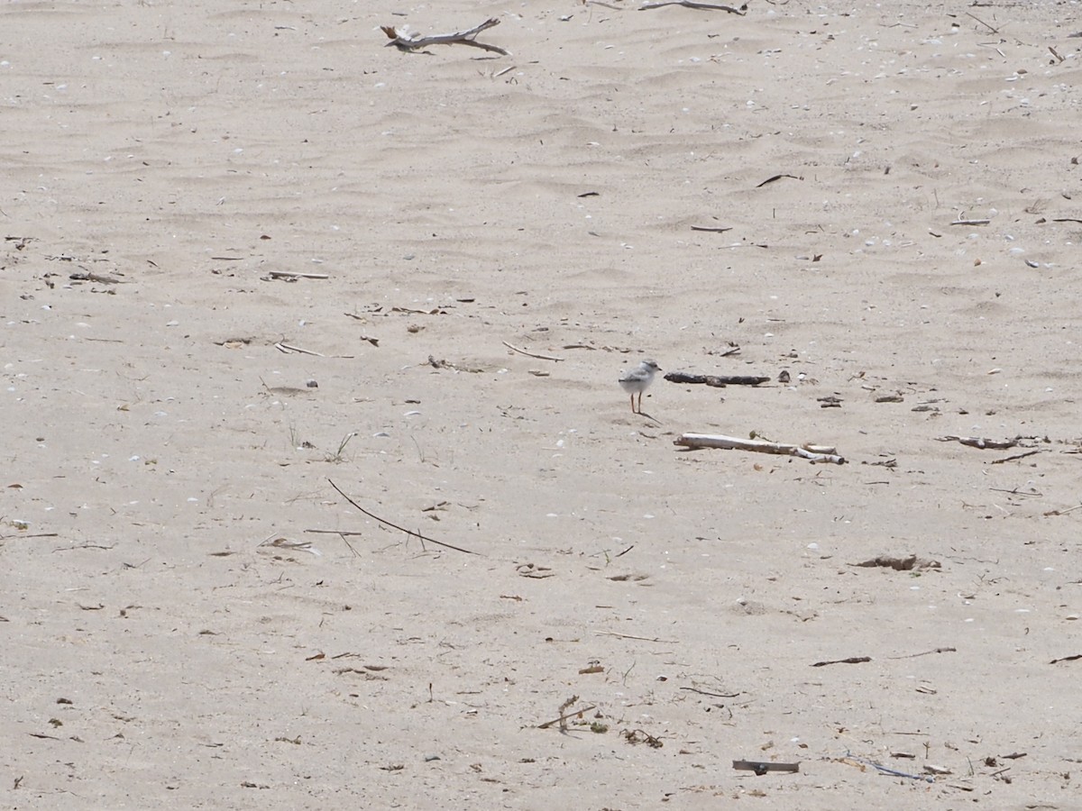 Piping Plover - ML620622457