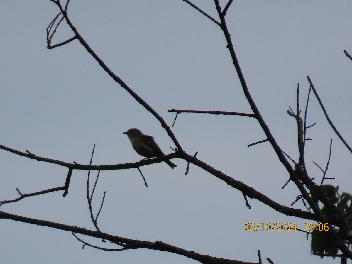 Warbling Vireo - ML620622458