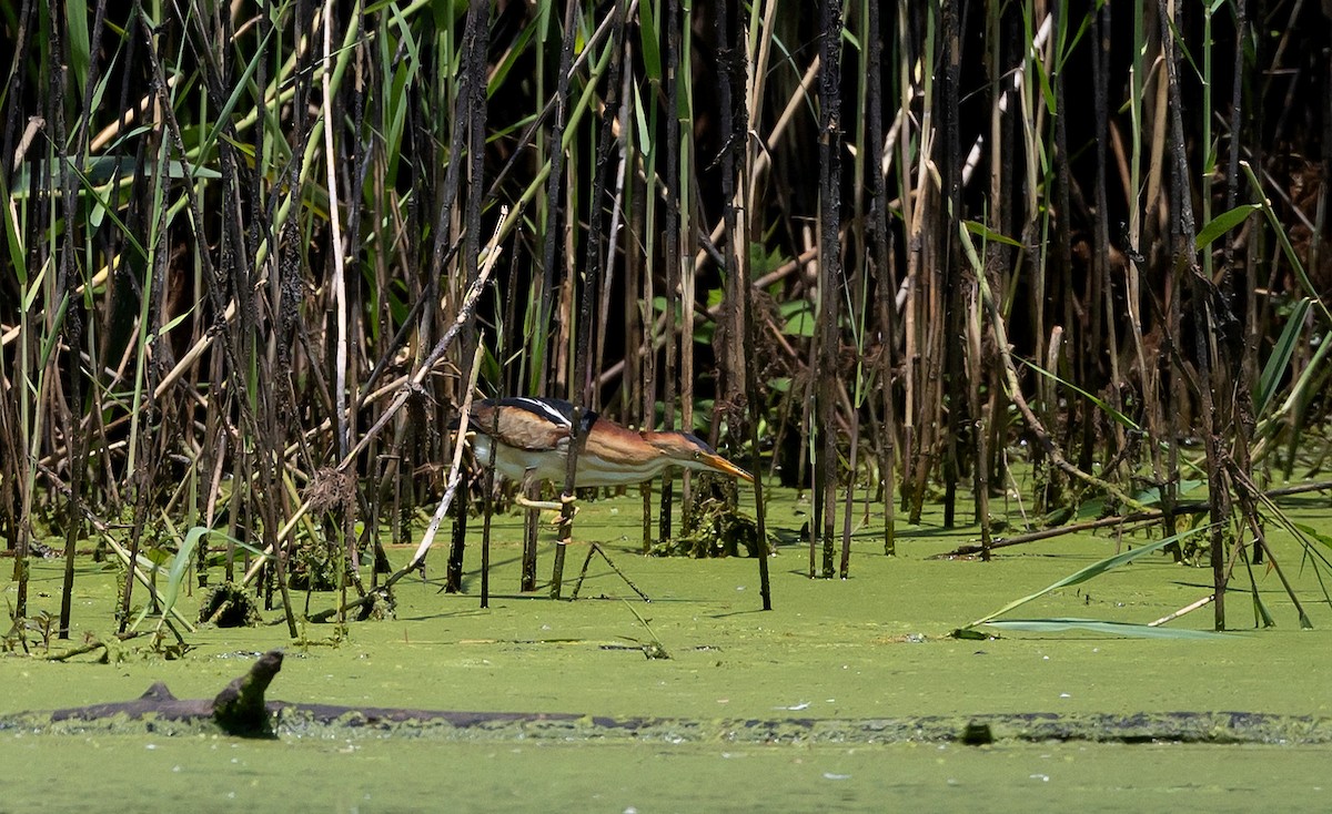 Least Bittern - ML620622459