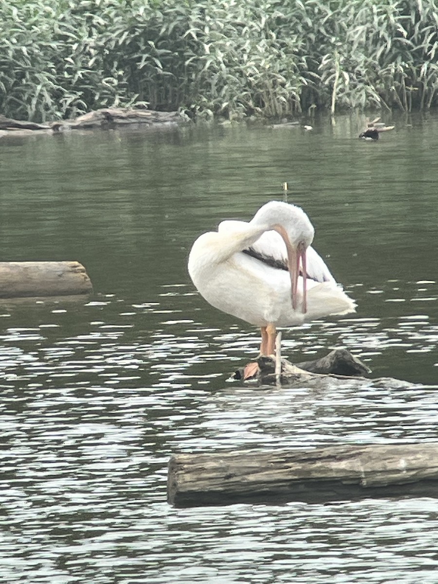 American White Pelican - ML620622463