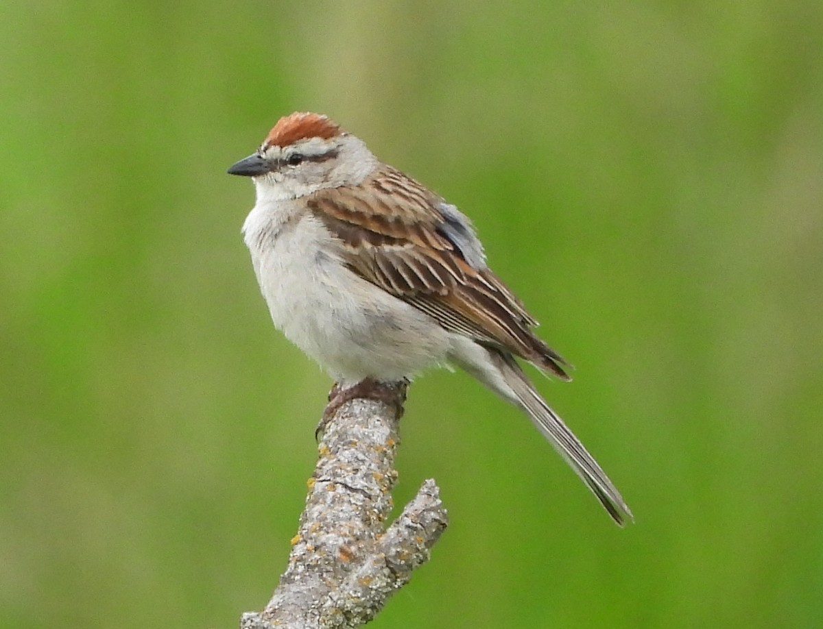 Chipping Sparrow - ML620622465