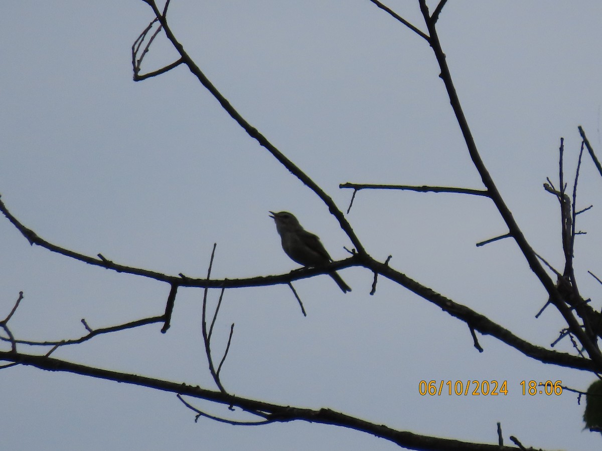 Warbling Vireo - ML620622467