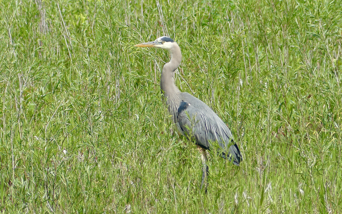 Great Blue Heron - ML620622470