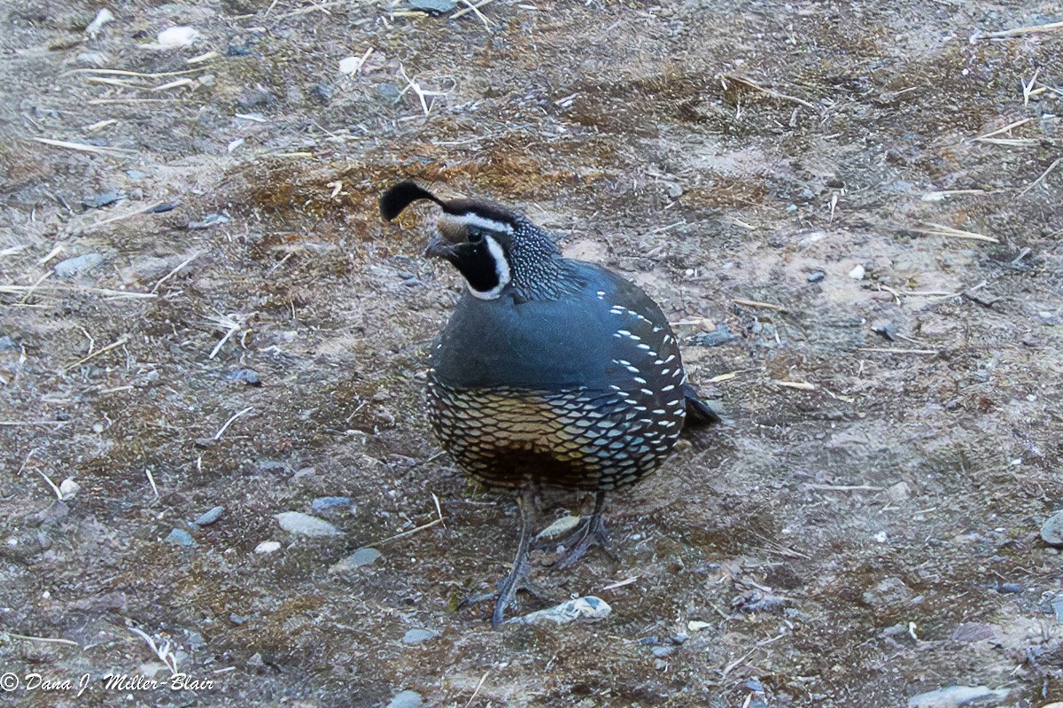 California Quail - ML620622474