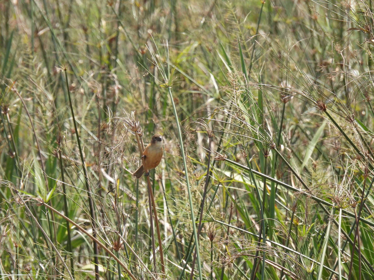 Rusty-collared Seedeater - ML620622475