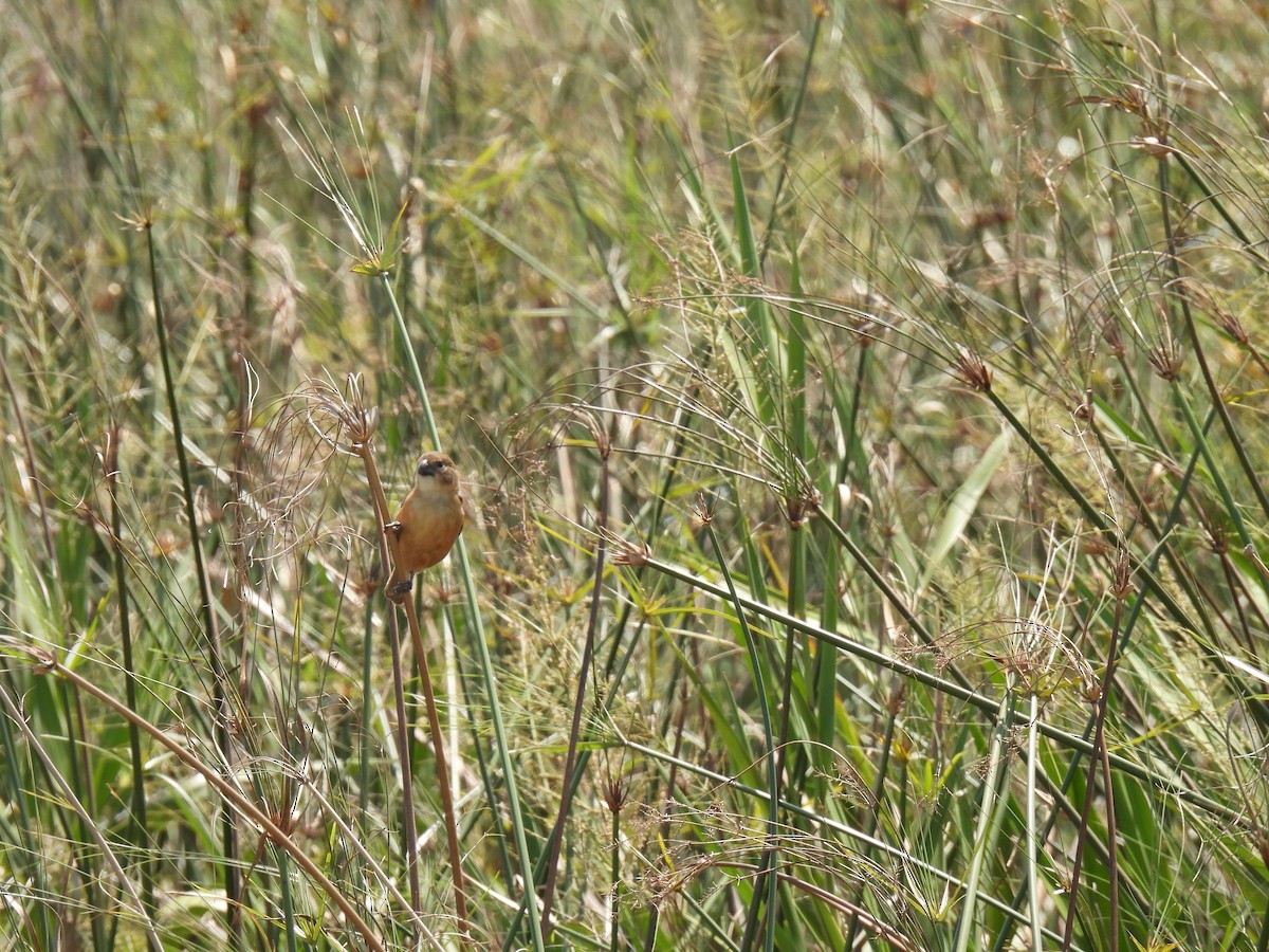 Rusty-collared Seedeater - ML620622476