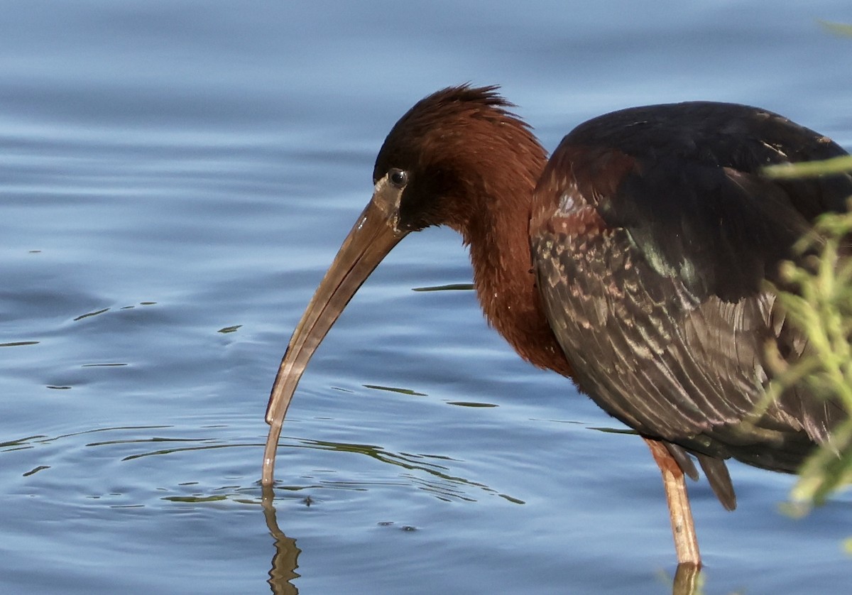 Glossy Ibis - ML620622477