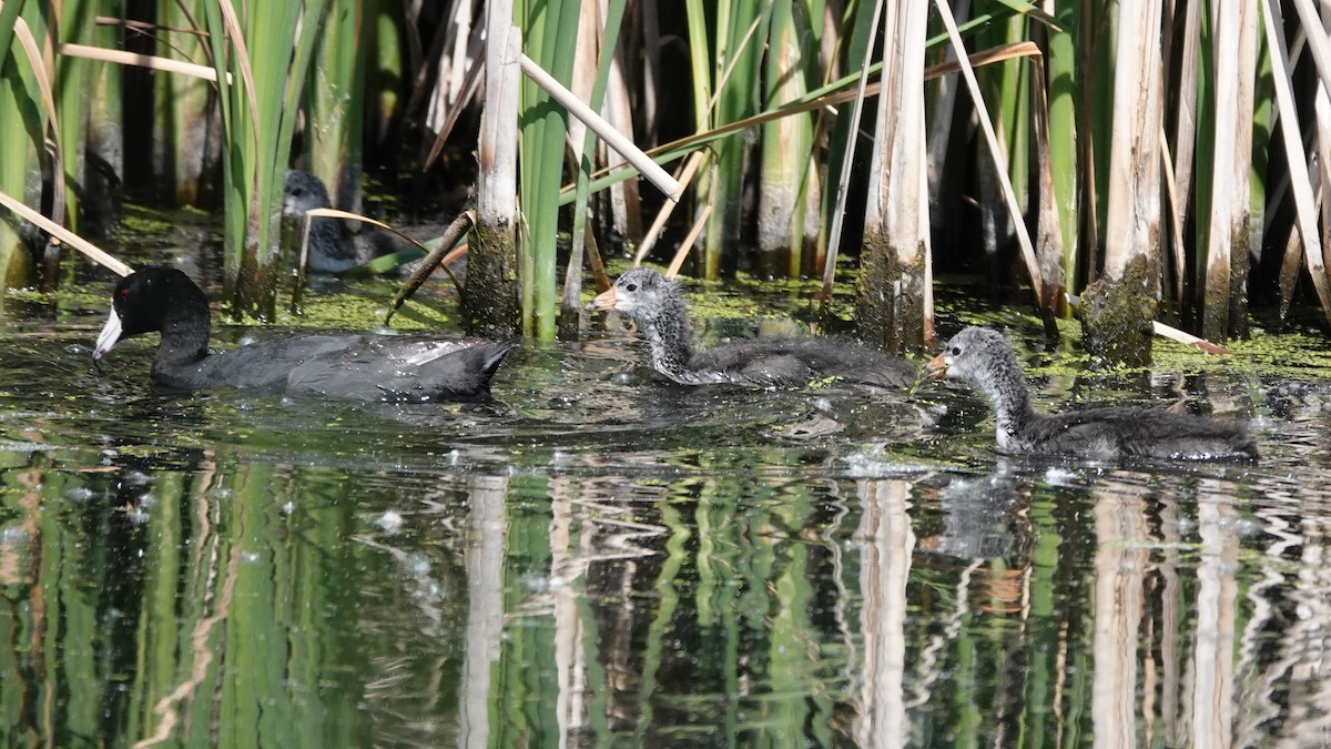 American Coot - ML620622479