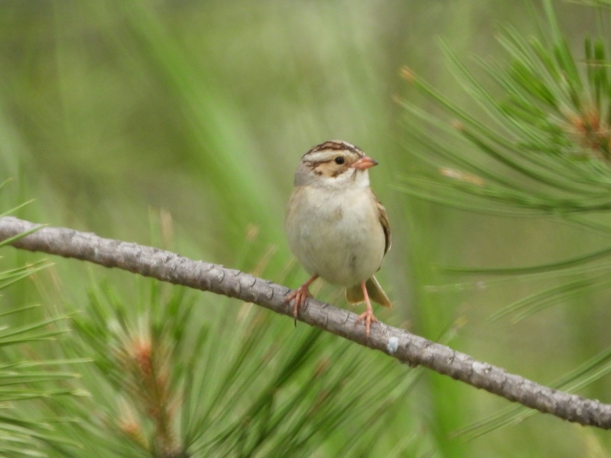 Clay-colored Sparrow - ML620622481