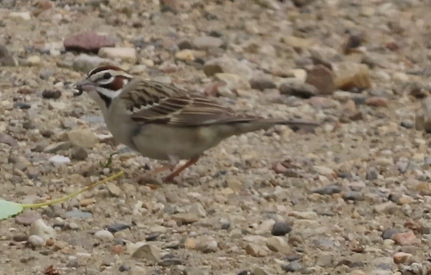 Lark Sparrow - ML620622485