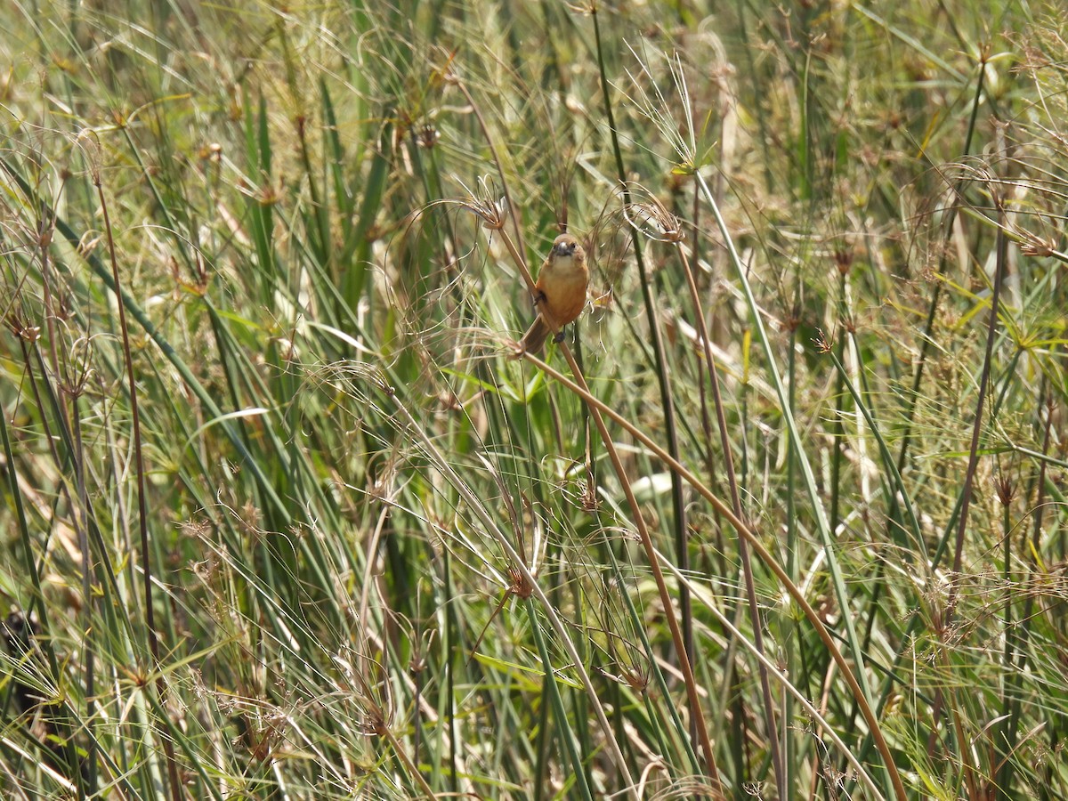 Rusty-collared Seedeater - ML620622486