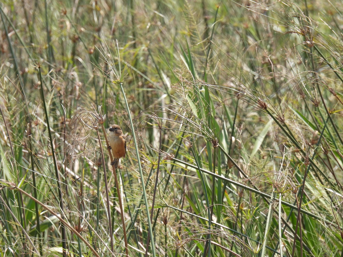 Rusty-collared Seedeater - ML620622488