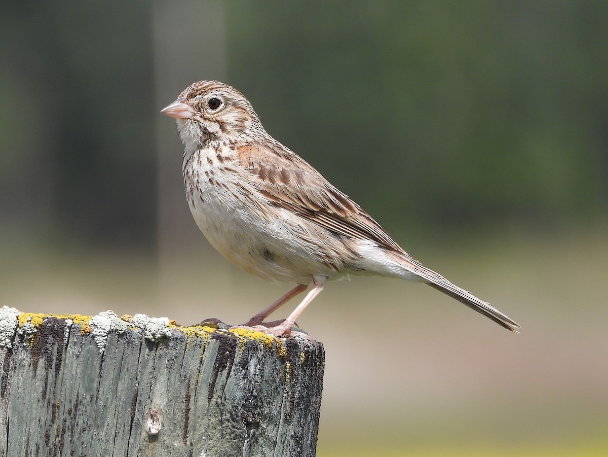 Vesper Sparrow - ML620622493