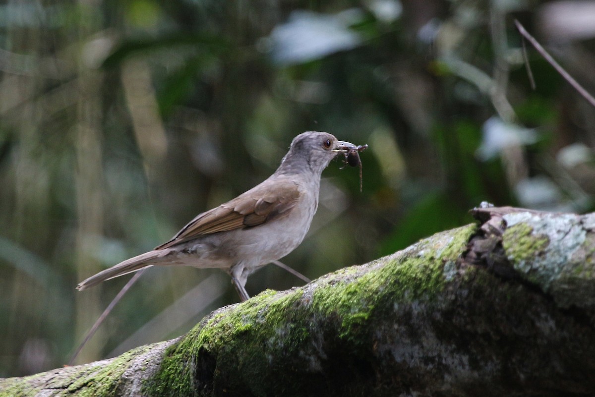 Pale-breasted Thrush - ML620622494