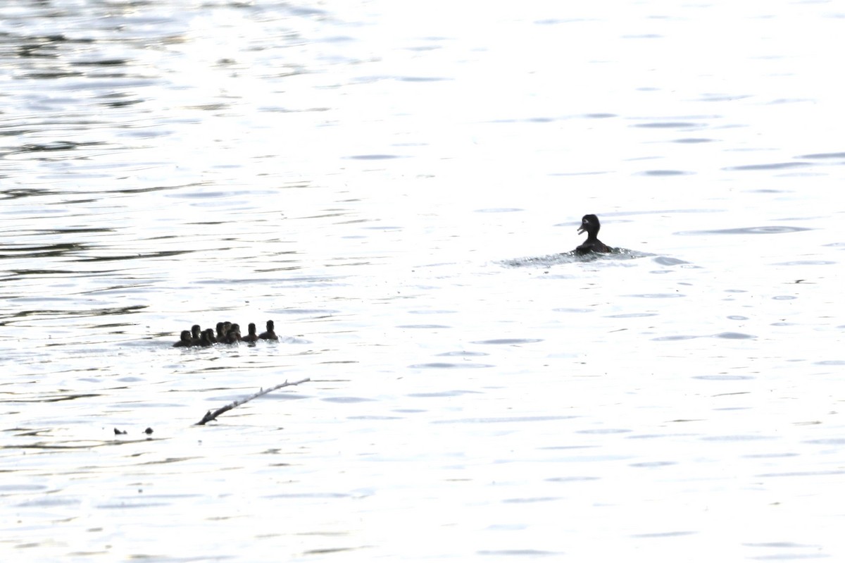 Wood Duck - ML620622501