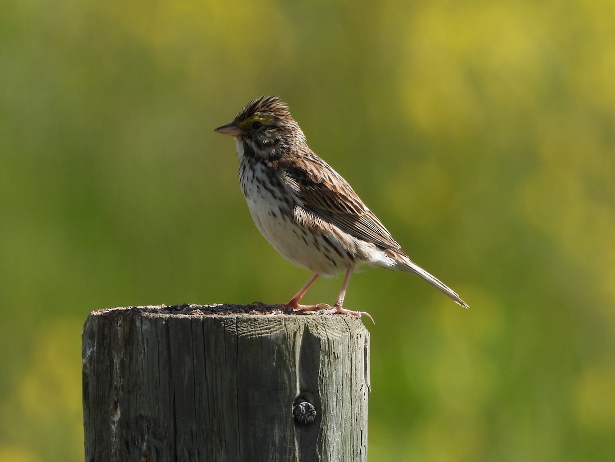 Savannah Sparrow - Helen Diakow