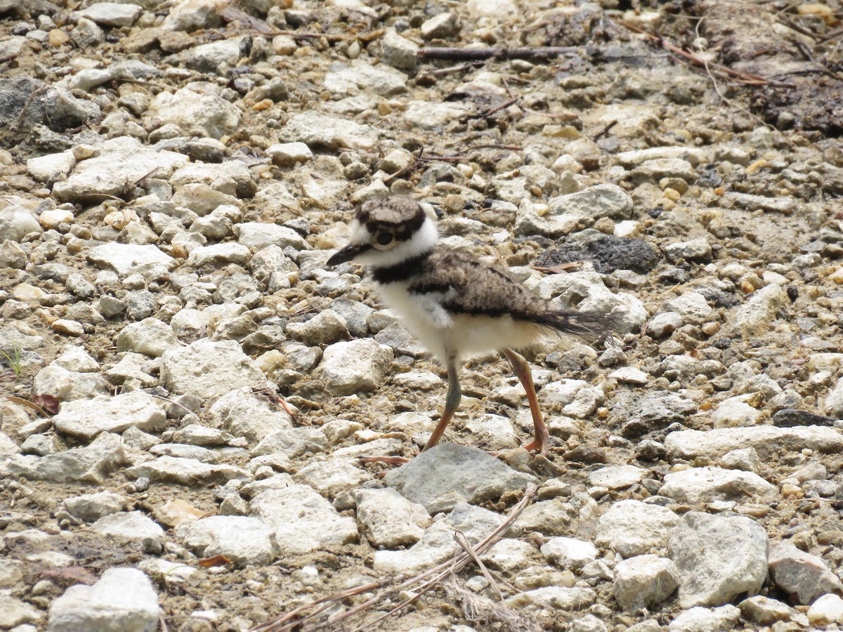 Killdeer - ML620622511