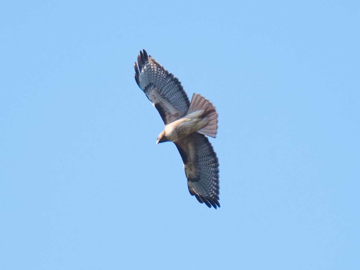 Red-tailed Hawk (calurus/alascensis) - ML620622518