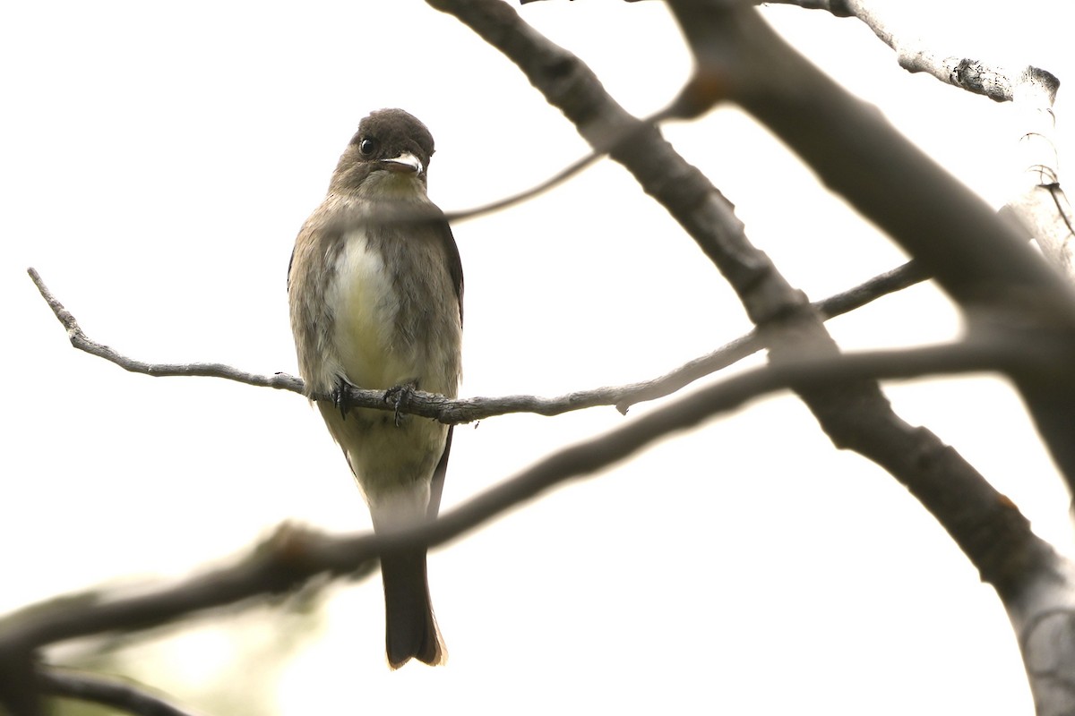 Olive-sided Flycatcher - ML620622525