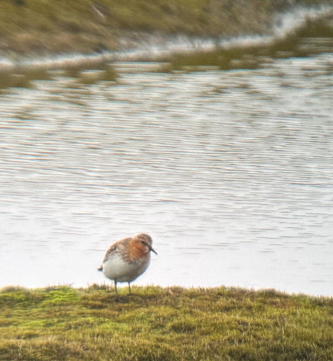 Red-necked Stint - ML620622530