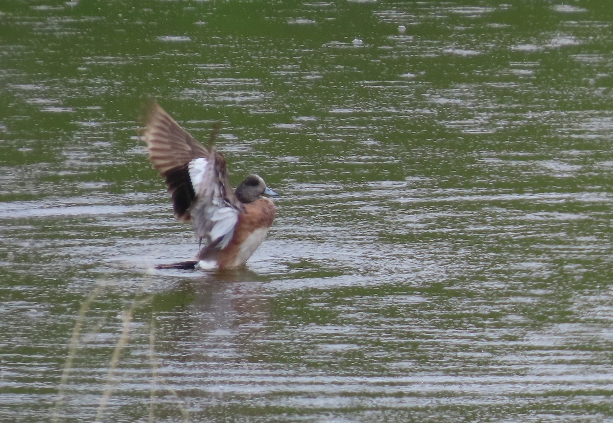 American Wigeon - ML620622539