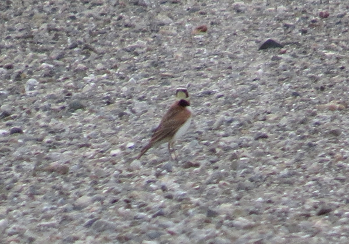 Horned Lark - "Chia" Cory Chiappone ⚡️