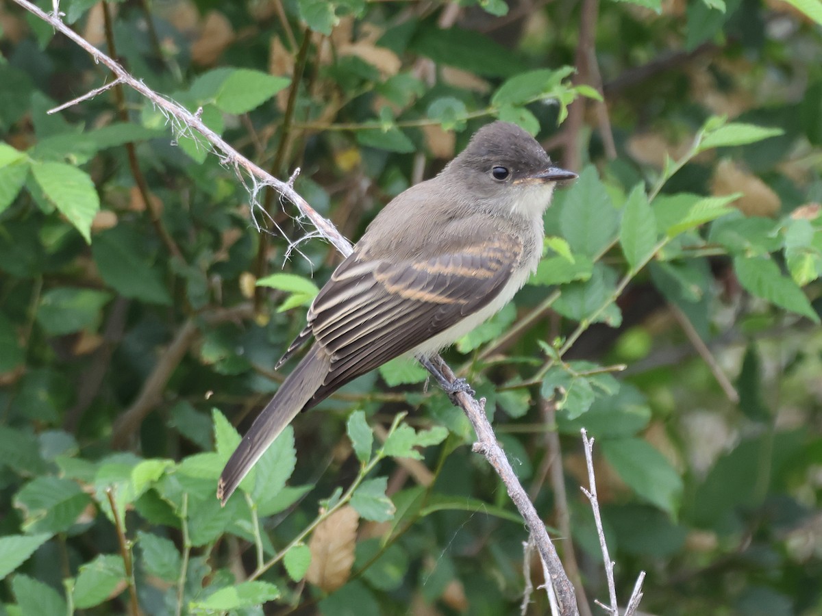 Western Wood-Pewee - ML620622545