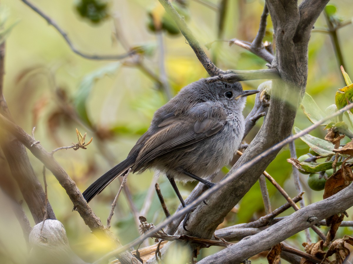 Perlita Californiana - ML620622546