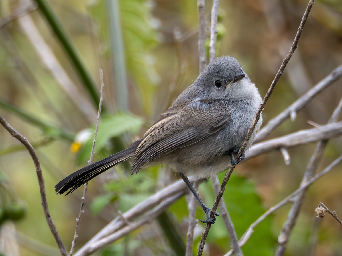 Perlita Californiana - ML620622547