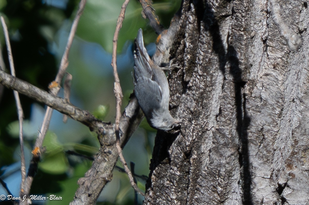 White-breasted Nuthatch - ML620622548