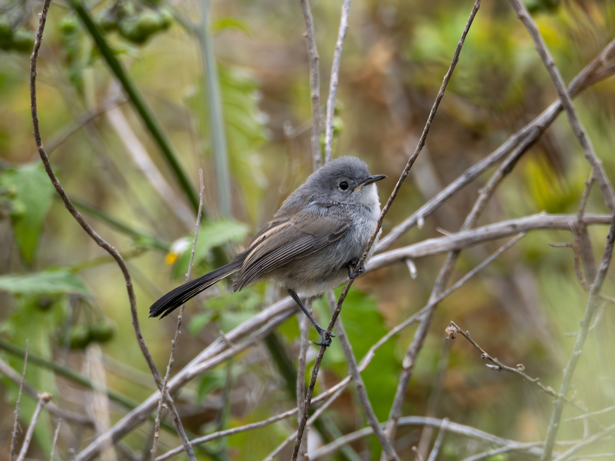 Perlita Californiana - ML620622550