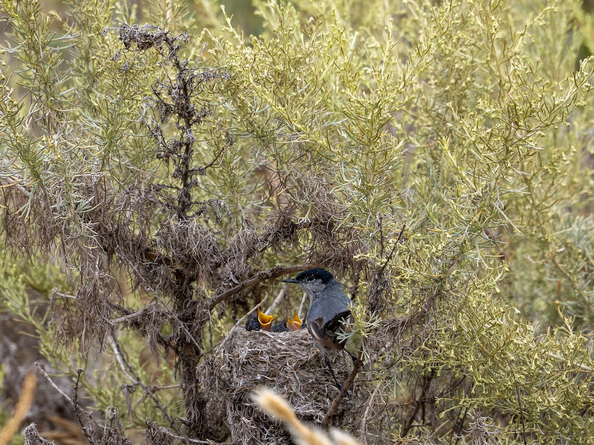 California Gnatcatcher - ML620622553