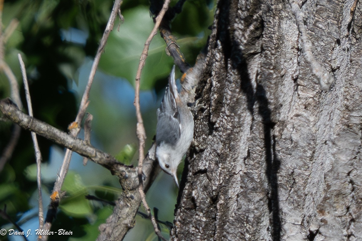 White-breasted Nuthatch - ML620622554