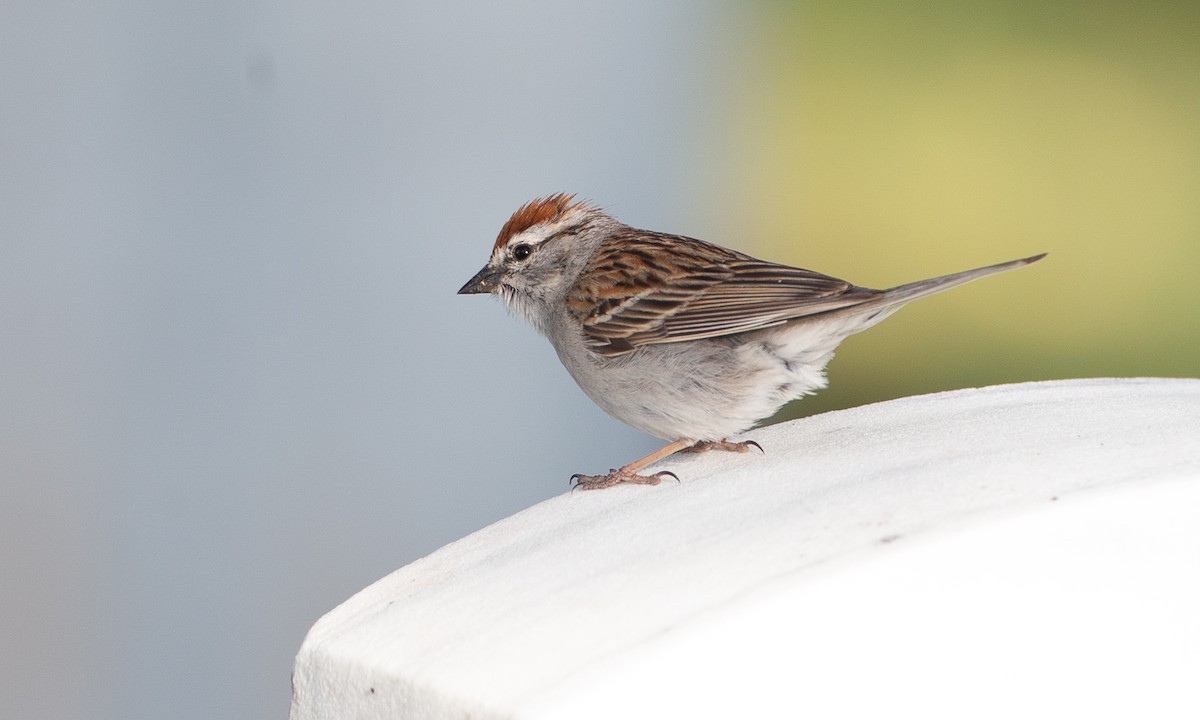 Chipping Sparrow - Chris Wood