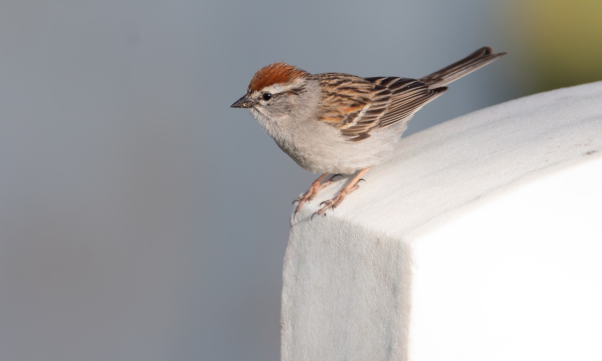 Chipping Sparrow - ML620622556