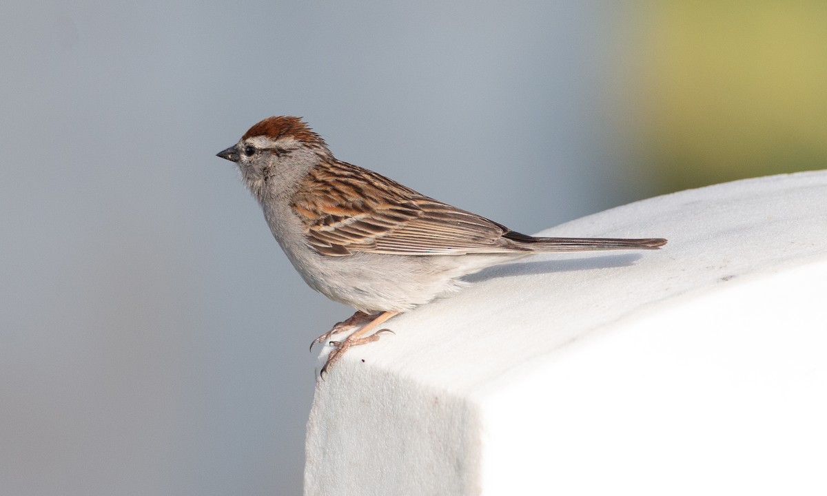 Chipping Sparrow - ML620622557