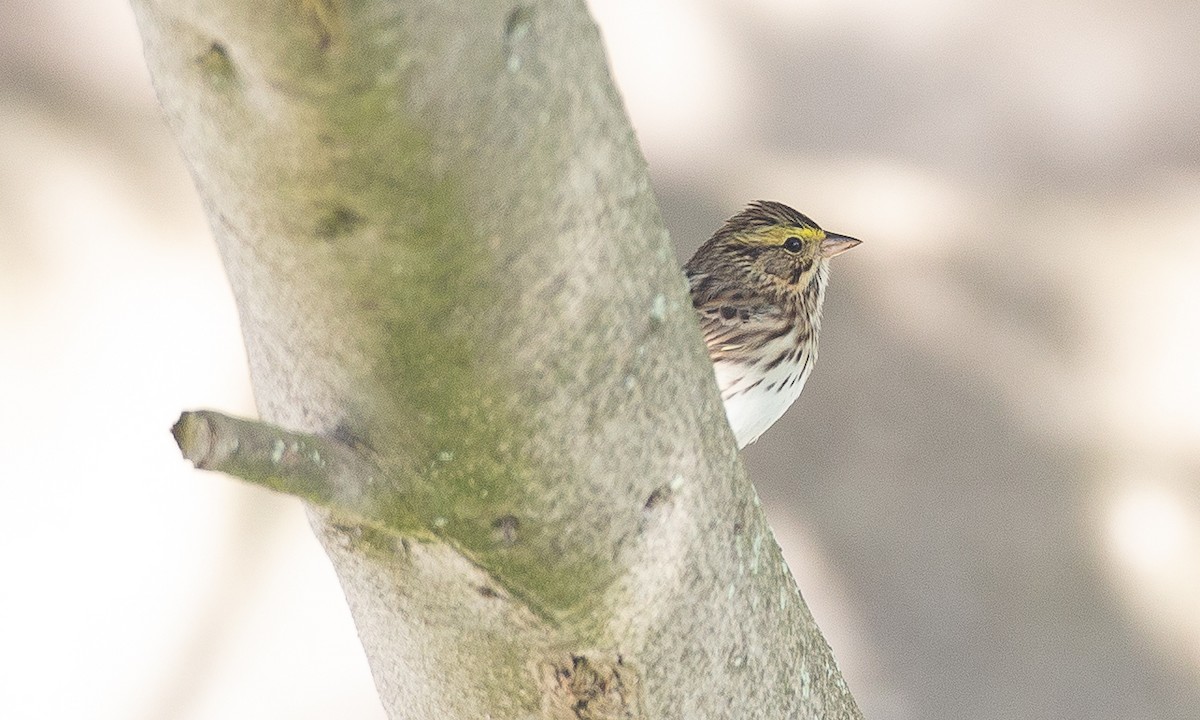 Savannah Sparrow (Savannah) - ML620622561