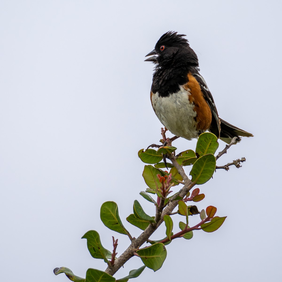 Spotted Towhee - ML620622563