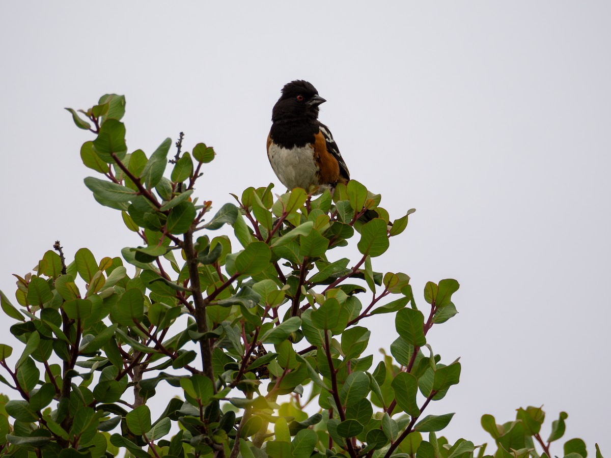 Spotted Towhee - ML620622564