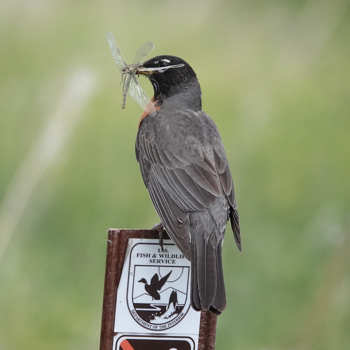 American Robin - ML620622566