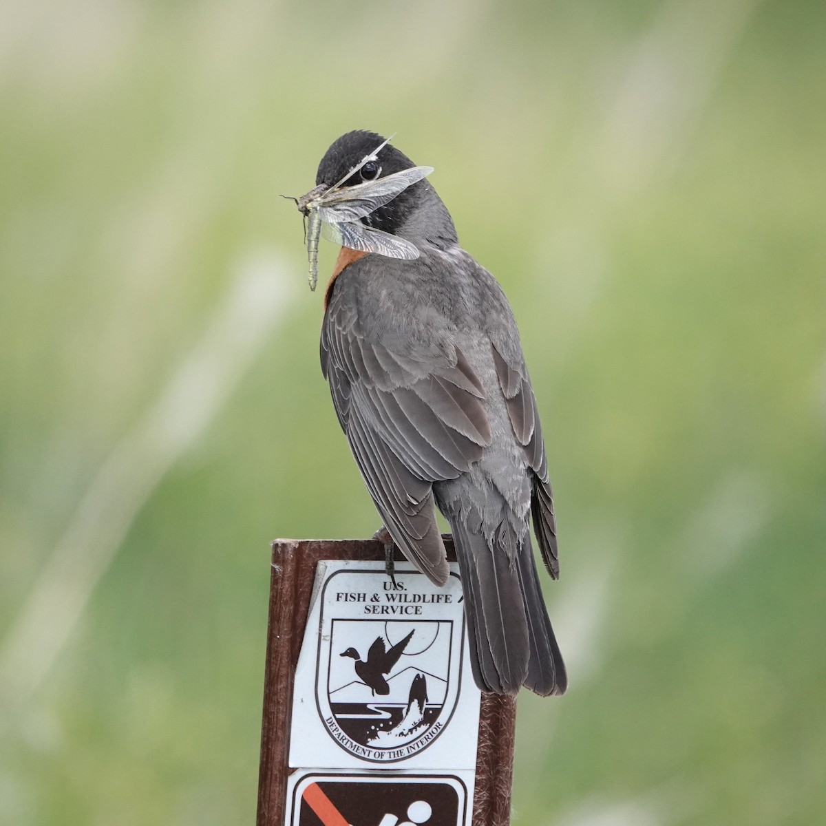 American Robin - ML620622567