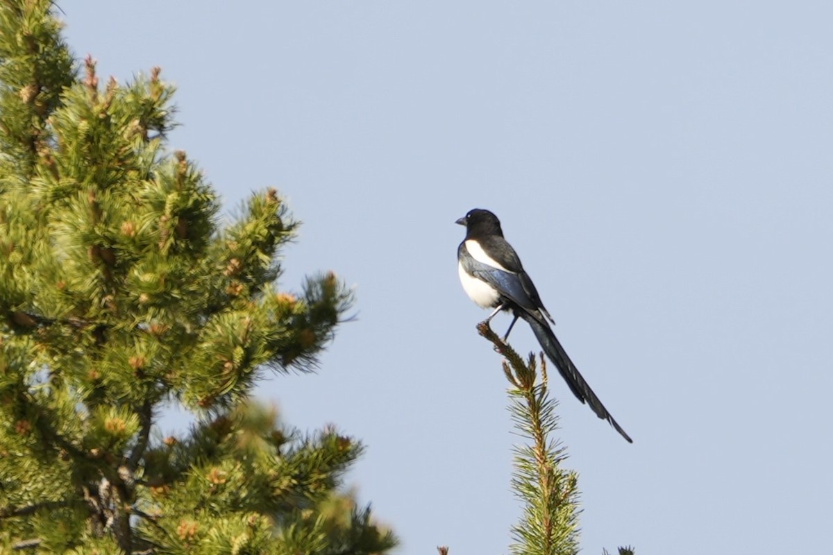 Black-billed Magpie - Steve Hebert