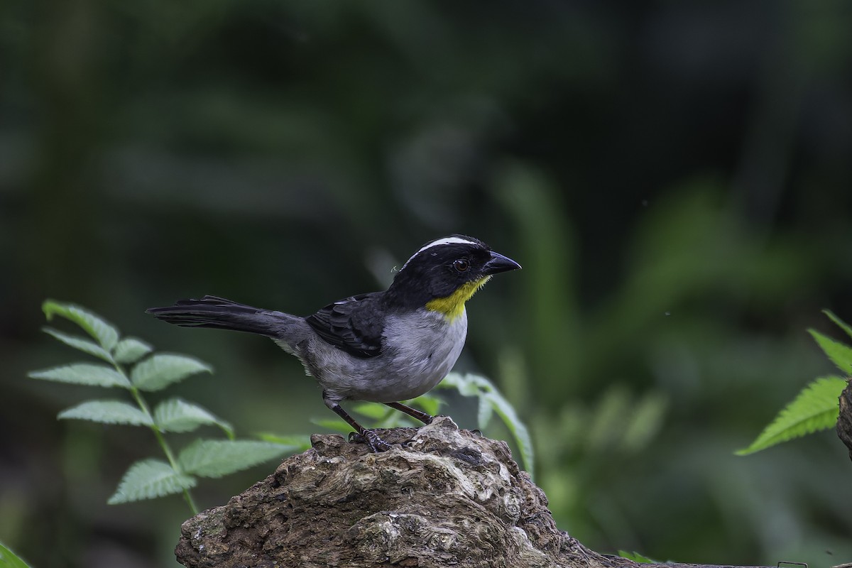 White-naped Brushfinch - ML620622570