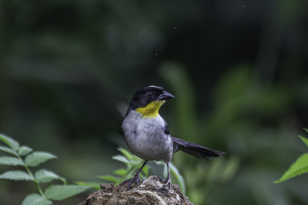 White-naped Brushfinch - ML620622573