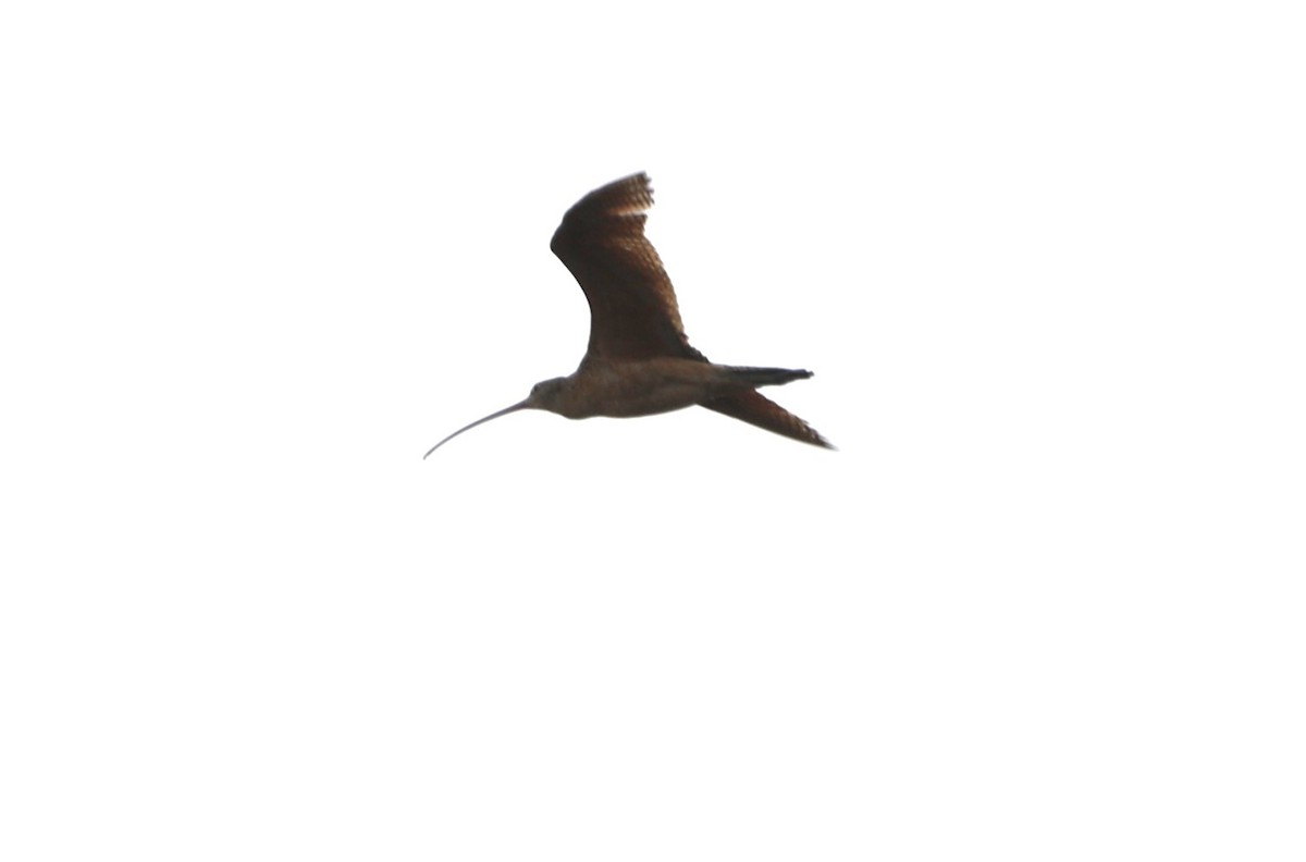 Long-billed Curlew - ML620622574