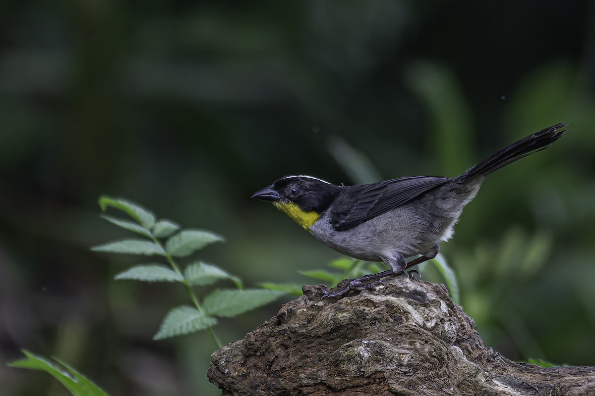 White-naped Brushfinch - ML620622576